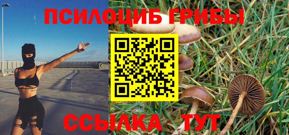 Псилоцибиновые грибы Cubensis Королёв