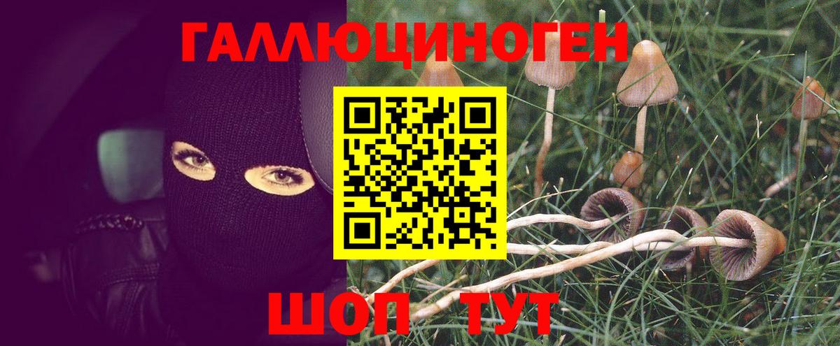 Королёв  Галлюциногенные грибы Cubensis  Вход с VPN 
